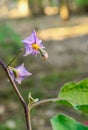 Eggplant flowers