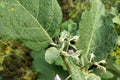 Eggplant flowers that are growing in the garden