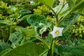 Eggplant flowers that are growing in the garden