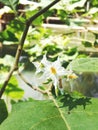 eggplant flowers that have bloomed