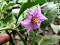 Eggplant flowers - Stock Photo dreamstime companion