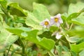 Eggplant flowers in the vegetable garden