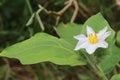 Eggplant flowers