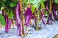 Eggplant or fresh solanum melongena hanging on tree in farm