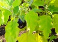 Eggplant fruits growing in the garden Royalty Free Stock Photo