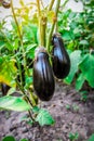 Eggplant in the garden. Fresh organic eggplant aubergine Royalty Free Stock Photo