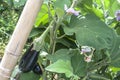 Eggplant in the garden. Fresh organic eggplant Royalty Free Stock Photo