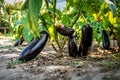 Eggplant in the garden. Fresh organic eggplant aubergine. Purple aubergine growing in the soil Royalty Free Stock Photo