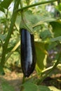 Eggplant in the garden. Fresh organic eggplant aubergine. Purple aubergine growing in the soil. Vertical photo Royalty Free Stock Photo