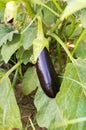 Eggplant in the garden. Fresh organic eggplant vegetable Royalty Free Stock Photo