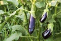 Eggplant in the garden. Fresh organic eggplant vegetable Royalty Free Stock Photo
