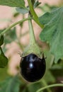 Eggplant in the garden. Fresh organic purple eggplant growing in the soil. Royalty Free Stock Photo