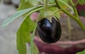 Eggplant in the garden. Fresh organic purple eggplant growing in the soil. Royalty Free Stock Photo
