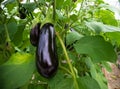 Eggplant in a greenhouse Royalty Free Stock Photo