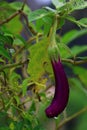 Eggplant Growing Branch