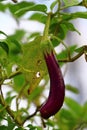 Eggplant Growing Branch