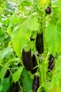 Young growing eggplant us green branch close-up. Eggplant grow greenhouse