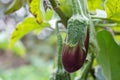 Eggplant growing on bush in the garden Royalty Free Stock Photo