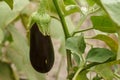 Eggplant growing on bush in the garden