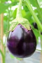 Eggplant growing in field plant ready for harvest. Royalty Free Stock Photo