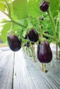 Eggplant growing in field plant ready for harvest. Royalty Free Stock Photo