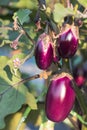 Eggplant growing in field plant ready for harvest agriculture farm Royalty Free Stock Photo