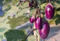 Eggplant growing in field plant ready for harvest agriculture farm Royalty Free Stock Photo