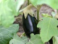 Eggplant growing in garden