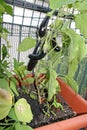 Eggplant grown in a pot on the terrace of a House