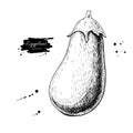 Eggplant hand drawn vector illustration. Isolated Vegetable engraved style object. Detailed vegetarian food Royalty Free Stock Photo