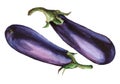 Eggplant. Hand drawn watercolor painting Royalty Free Stock Photo