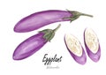 Eggplant .Hand drawn watercolor painting on white background