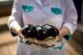 eggplant in the hands of a greenhouse employee Royalty Free Stock Photo