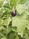 Eggplant hanging on the homegarden Royalty Free Stock Photo