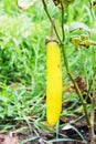 Eggplant hanging on tree