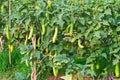 Eggplant hanging on tree