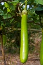 Eggplant hanging on tree