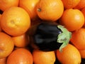 Eggplant have party with oranges Royalty Free Stock Photo