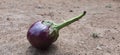 eggplant heathy fresh lunch food