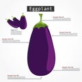 Eggplant Infographic Vector.