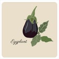 Eggplant isolated. Vector ingredients for salad. Fresh Eggplant.