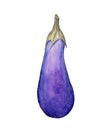 Eggplant isolated on white background , with clipping path, Hand drawn watercolor illustration Royalty Free Stock Photo