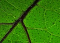 Eggplant leaf