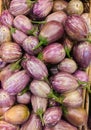Eggplant from market, heap of purple eggplants round shape