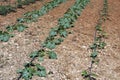 Eggplant and marrow plants growing in an agricultural land Royalty Free Stock Photo