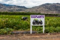 Eggplant organic field sign, Okanagan