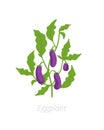 Eggplant plant. Aubergine, brinjal. Vector illustration. Solanum melongena Royalty Free Stock Photo