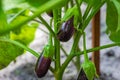 Eggplant plant growing in Community garden. Aubergine eggplant plants in plantation Royalty Free Stock Photo