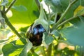 Eggplant plant growing in garden ready to harvest. Royalty Free Stock Photo