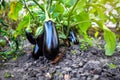 Eggplant plant growing in organic garden. Aubergine eggplant plants in plantation. Aubergine vegetables harvest Royalty Free Stock Photo